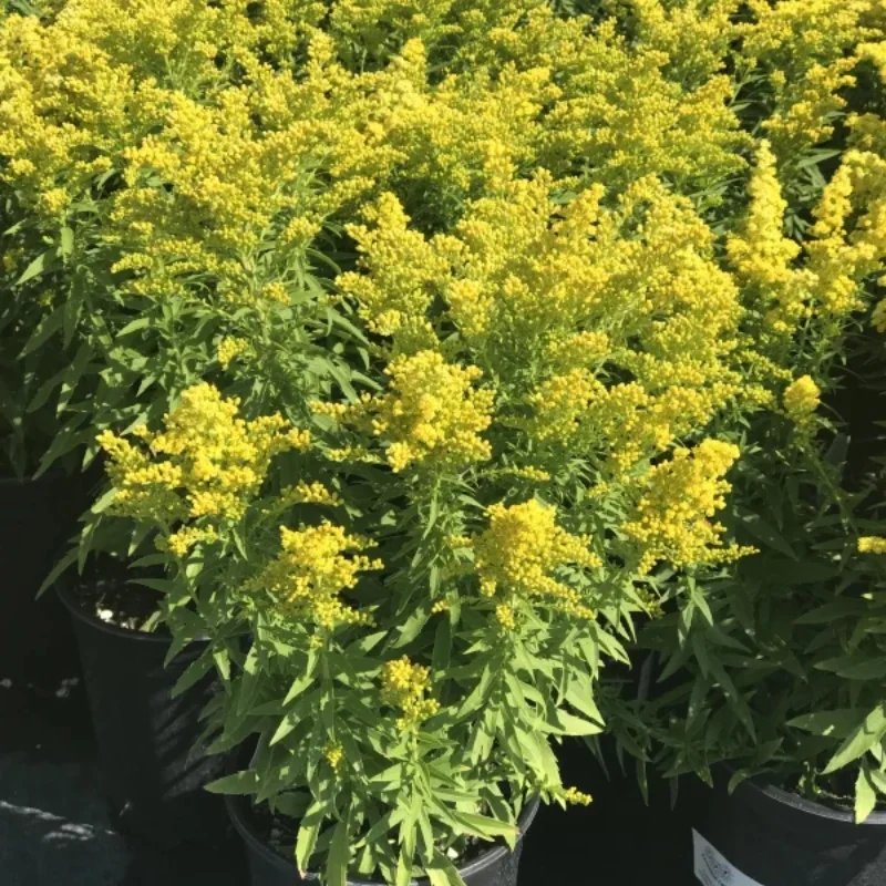 Goldenrod