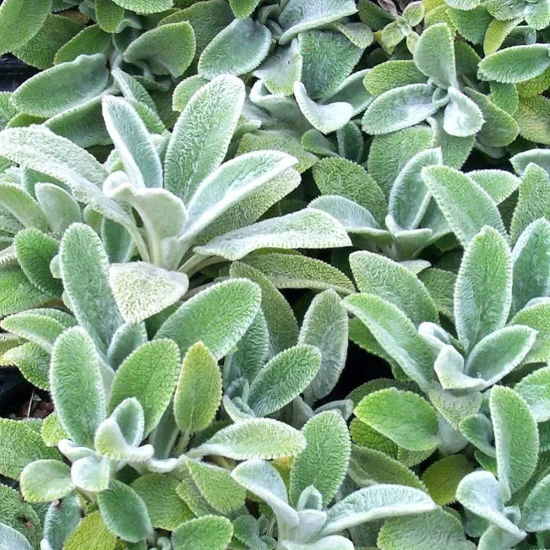 Lamb's Ear