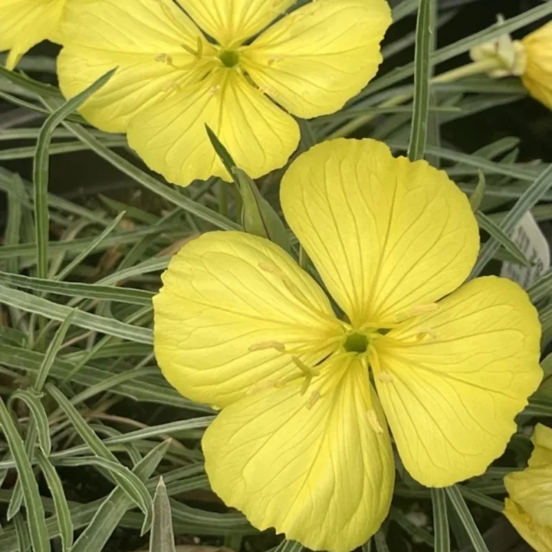 Evening Primrose