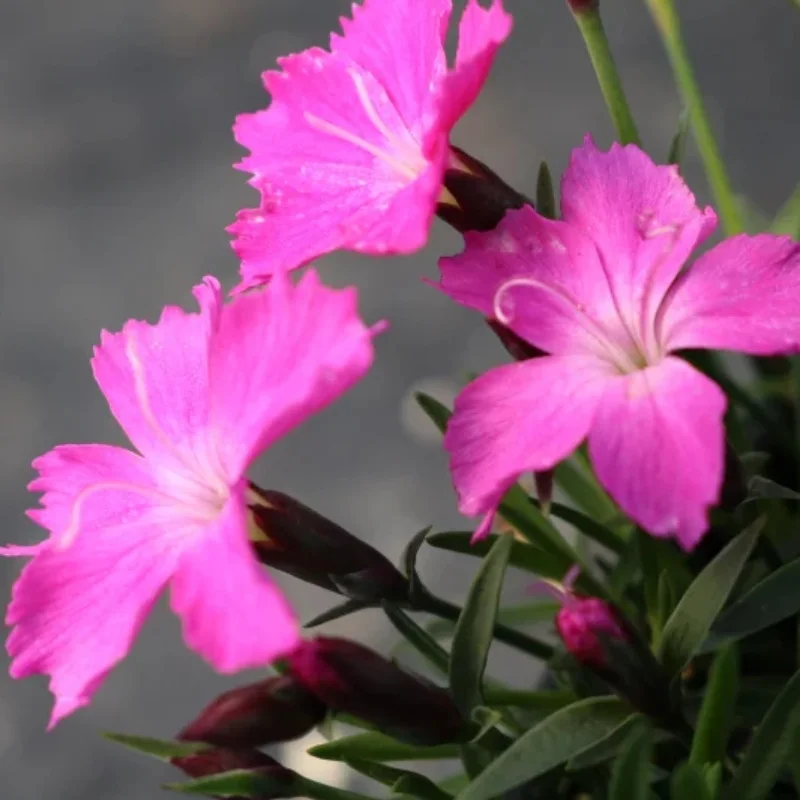 Pinks