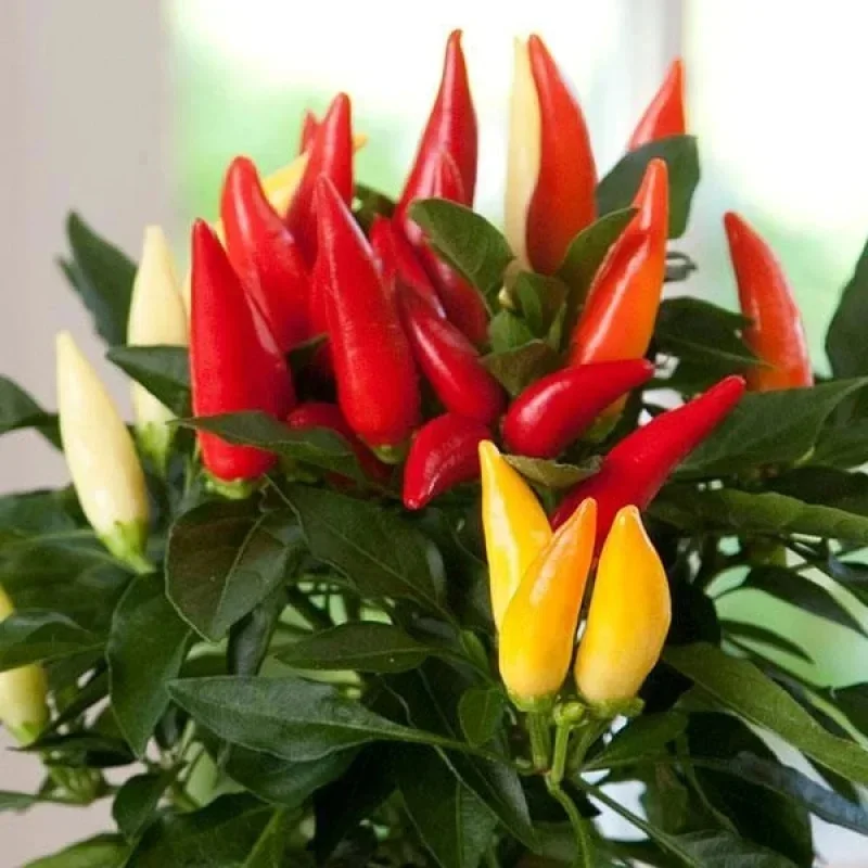 Annual Ornamental Pepper