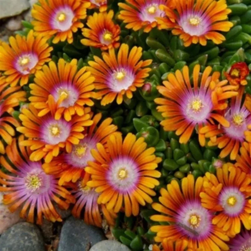 Hardy Ice Plant