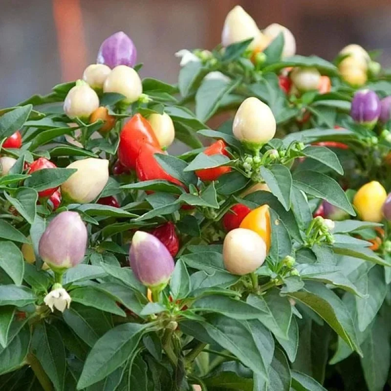 Annual Ornamental Pepper