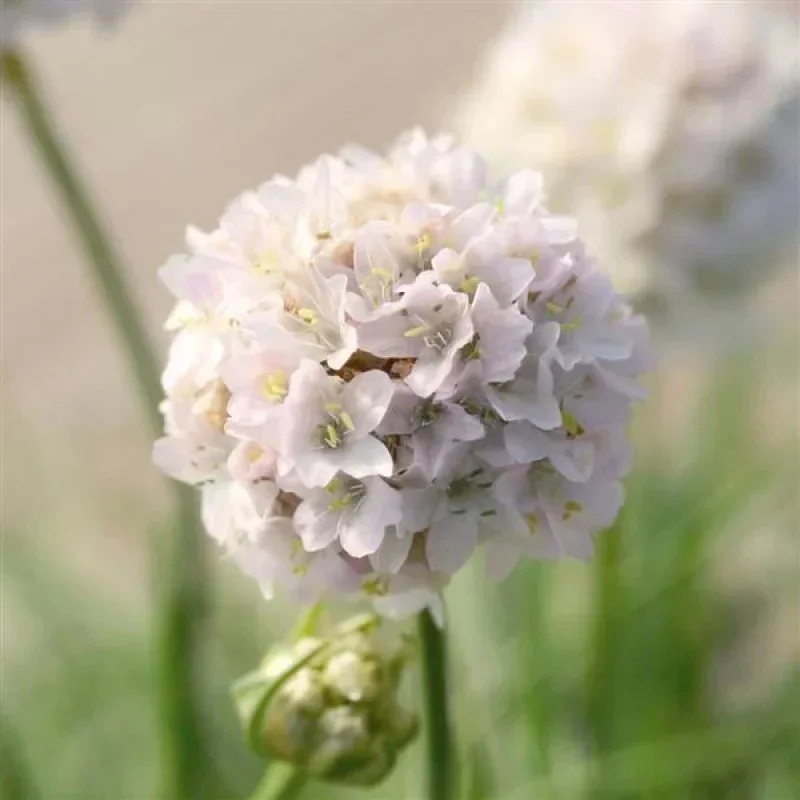 Thrift