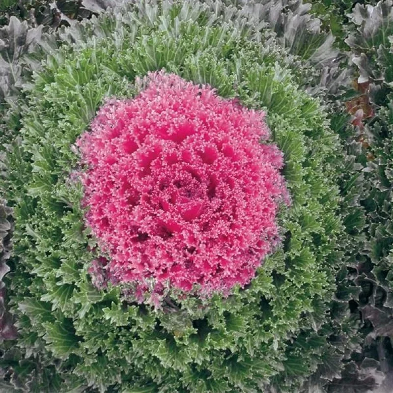 Flowering Kale