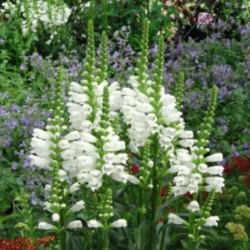 Obedient Plant
