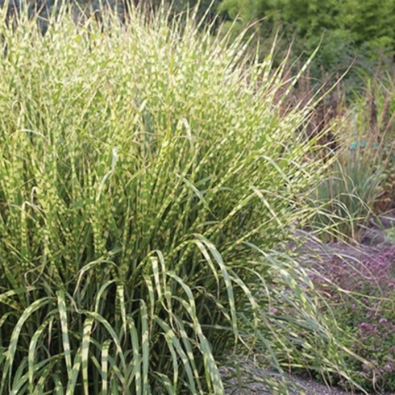 Maiden Grass, Japanese Silver Grass