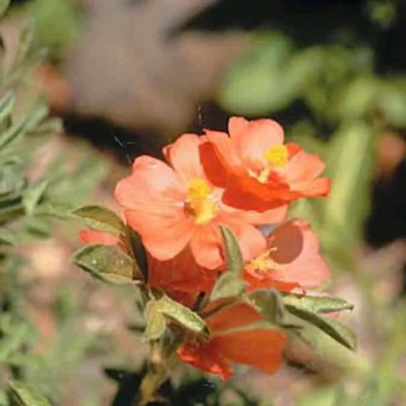 Scarlet Globemallow