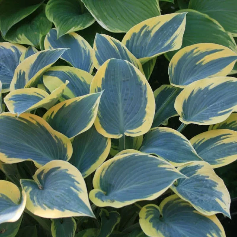 Plantain Lily