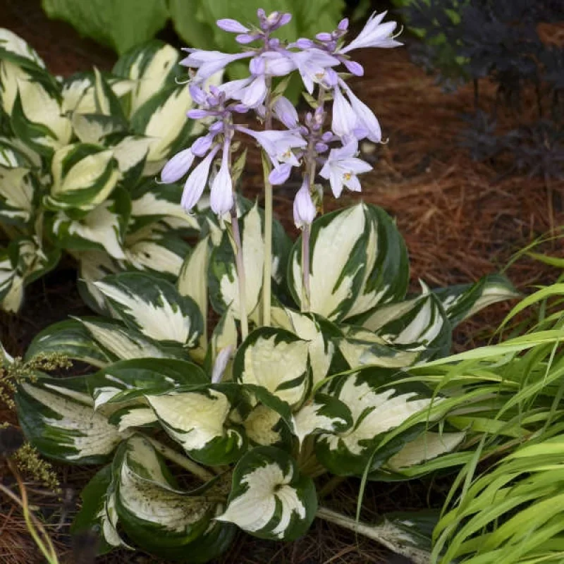 Plantain Lily (white foliage w/green edge)