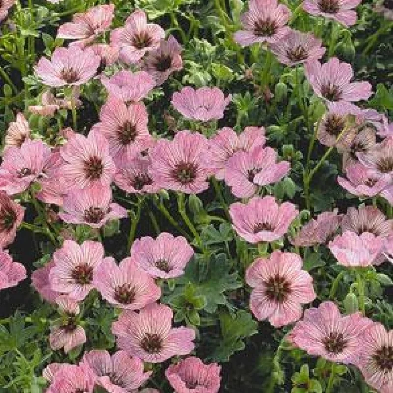 Cranesbill