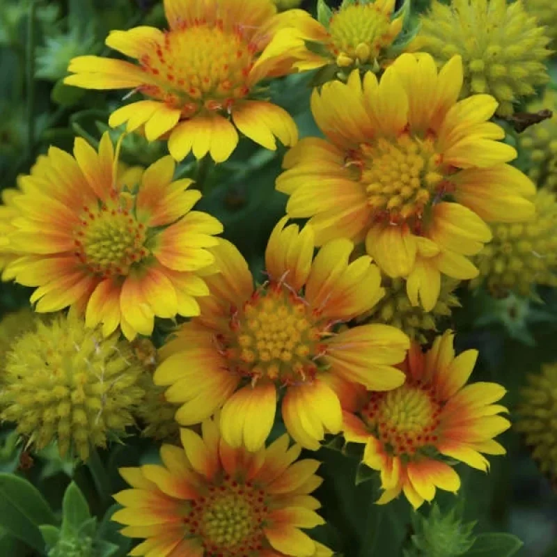 Blanket Flower