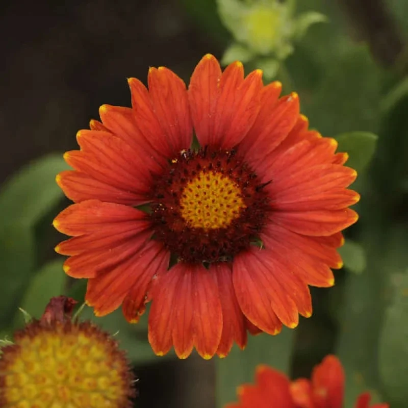Blanket Flower