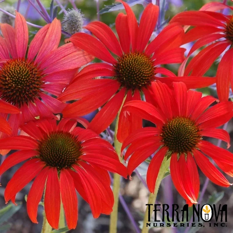 Coneflower