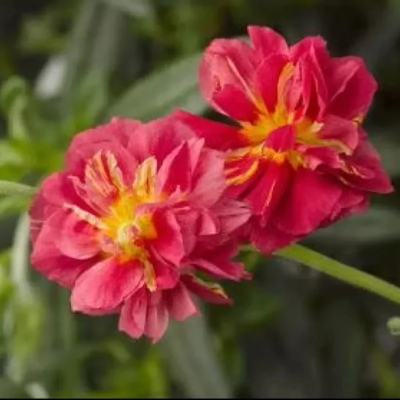 Rock Rose, Sun Rose
