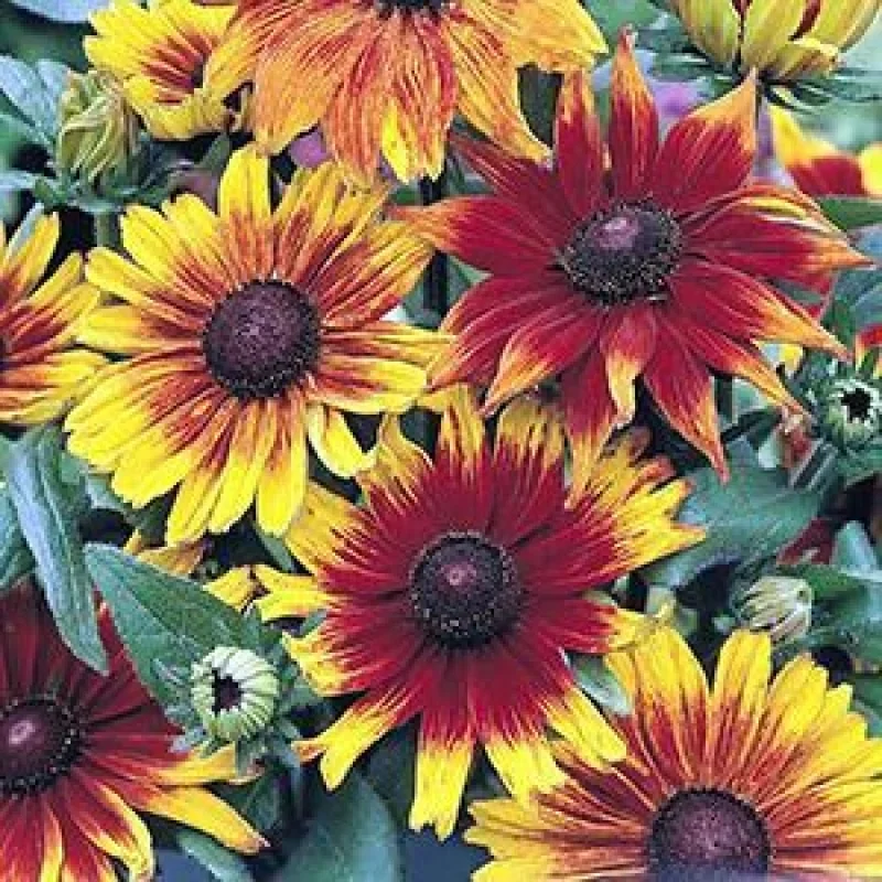 Black-Eyed Susan