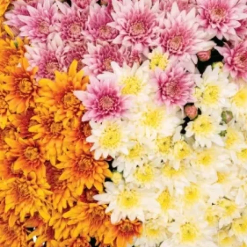 Decorative Garden Mum