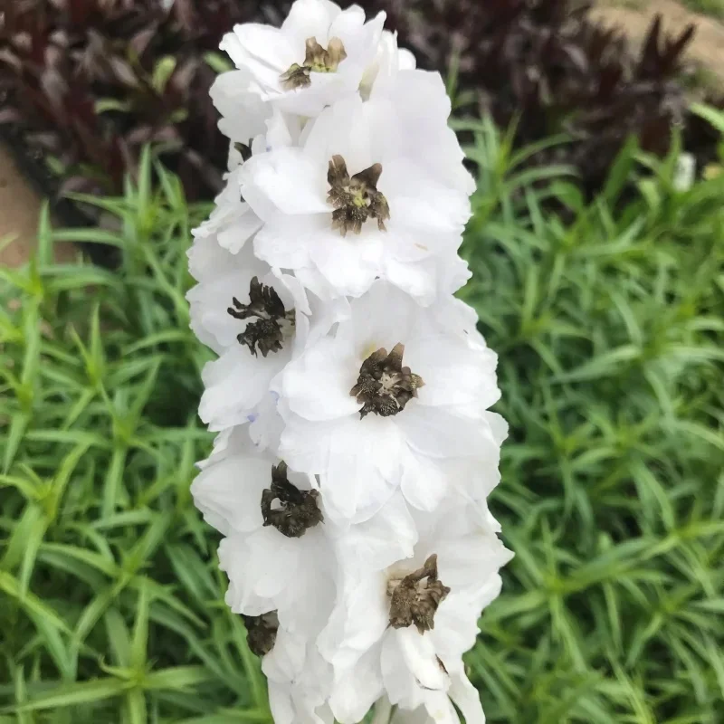 Larkspur