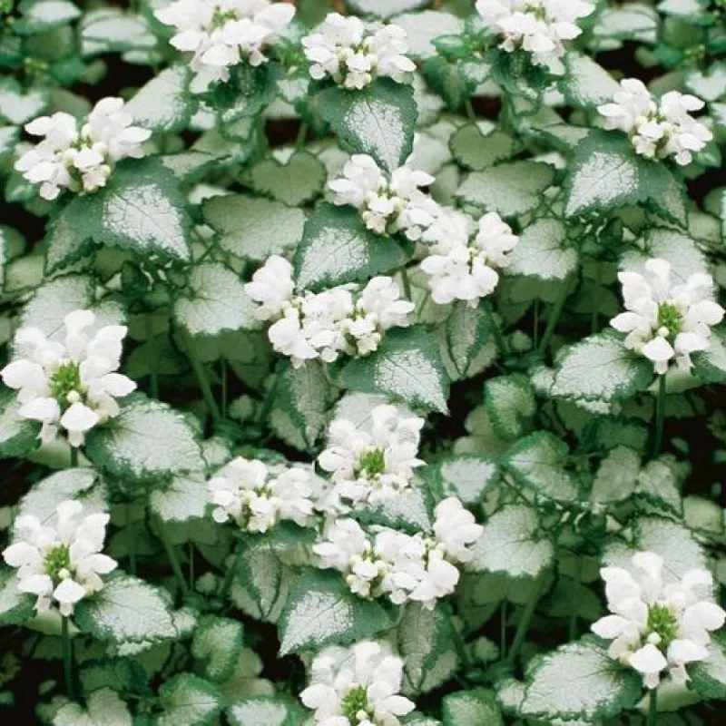 Spotted Deadnettle