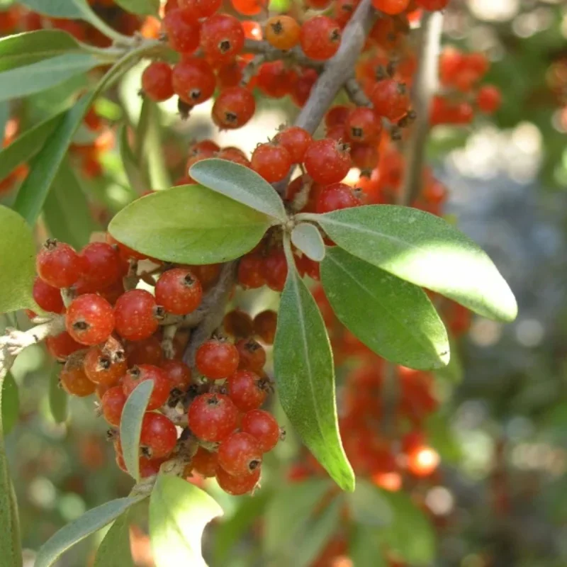 Silver Buffaloberry