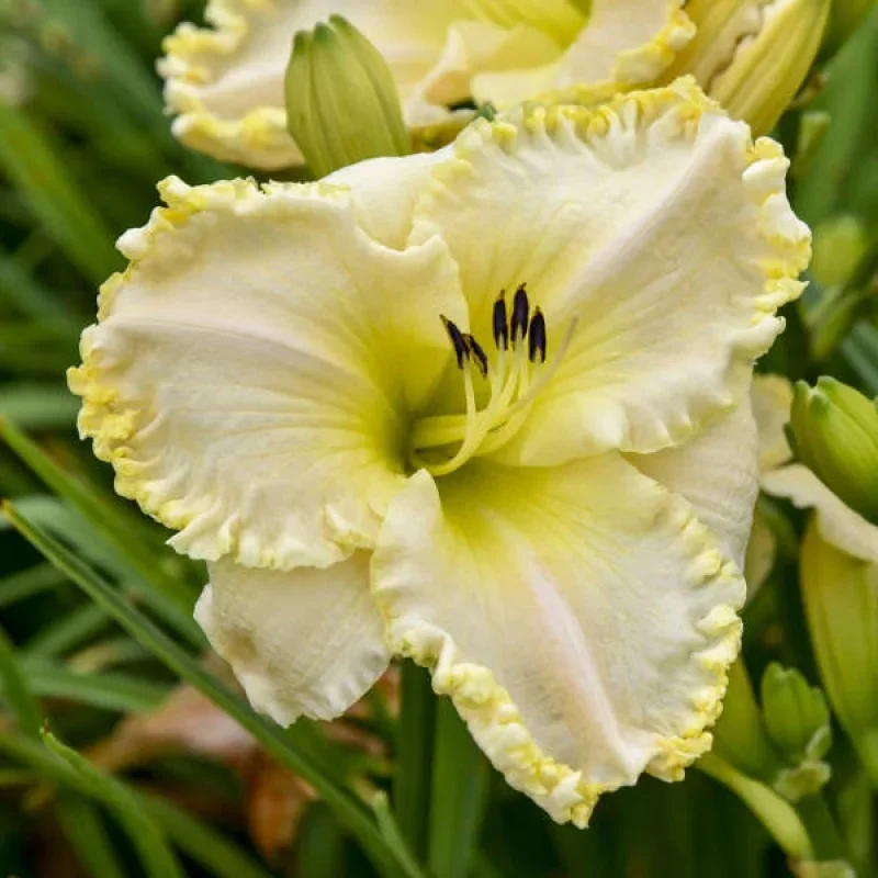 Daylily