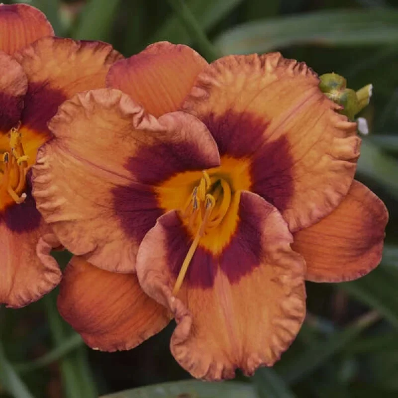 Daylily