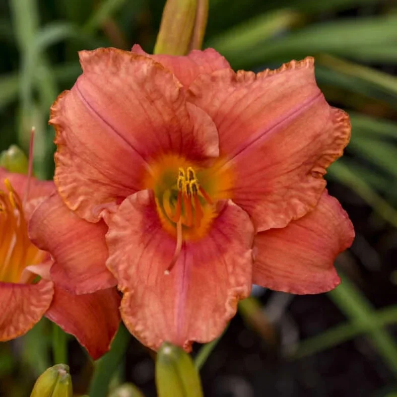 Daylily