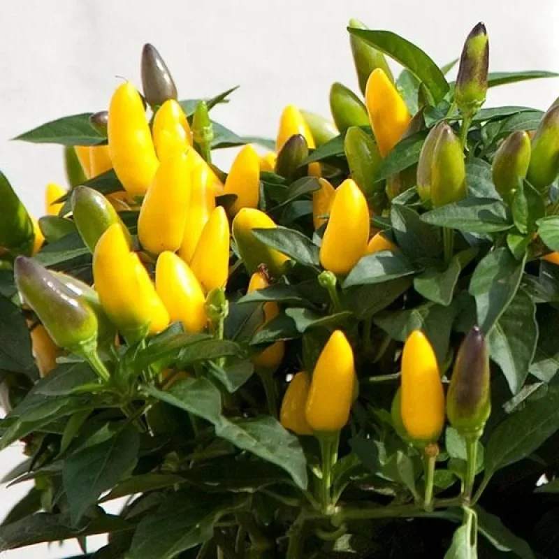 Annual Ornamental Pepper