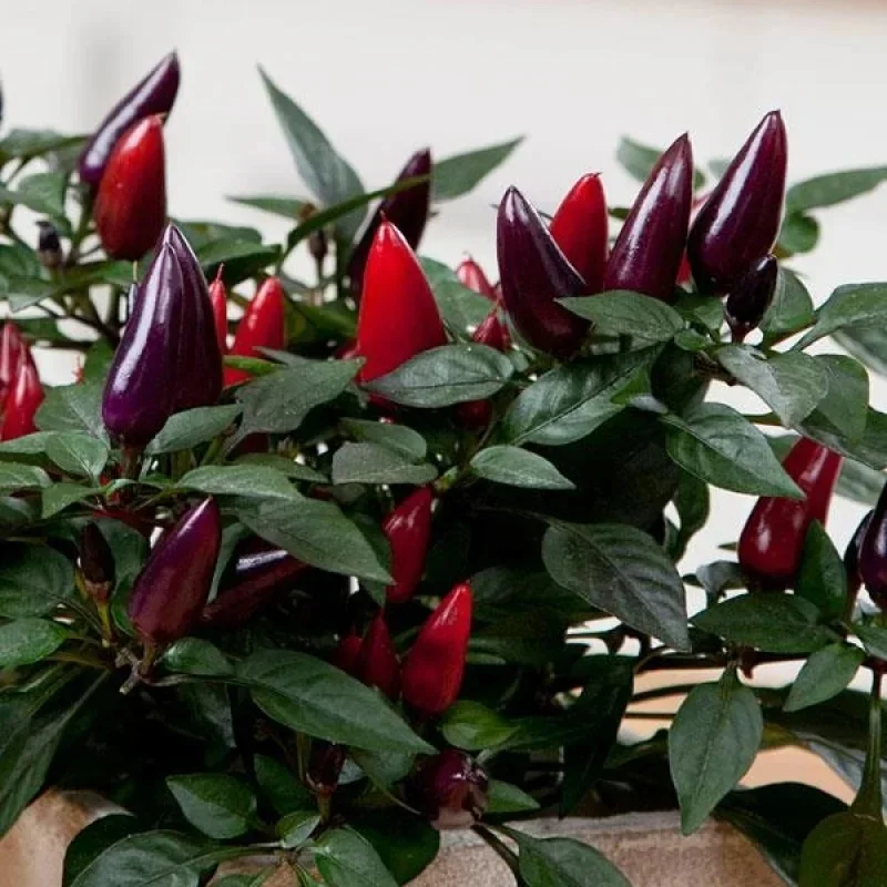 Annual Ornamental Pepper