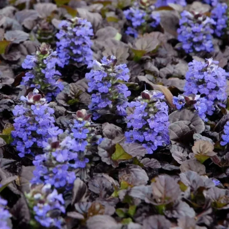 Bugleweed