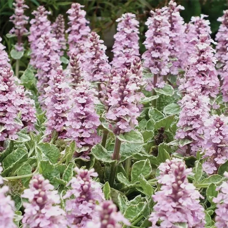 Bugleweed