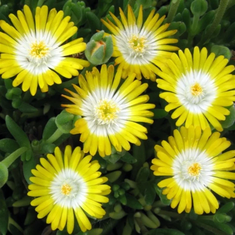 Hardy Ice Plant