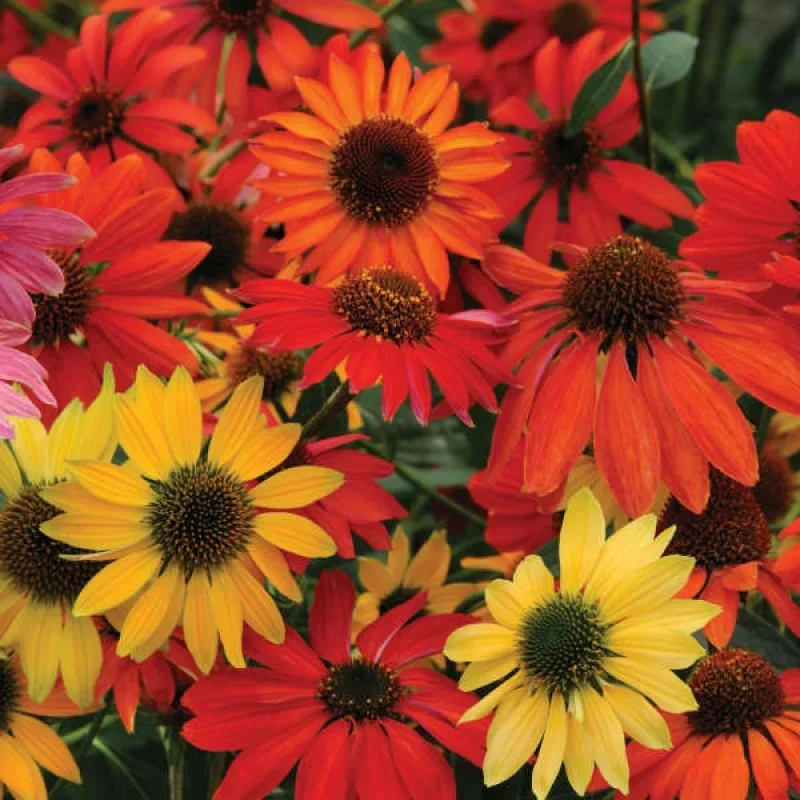 Coneflower