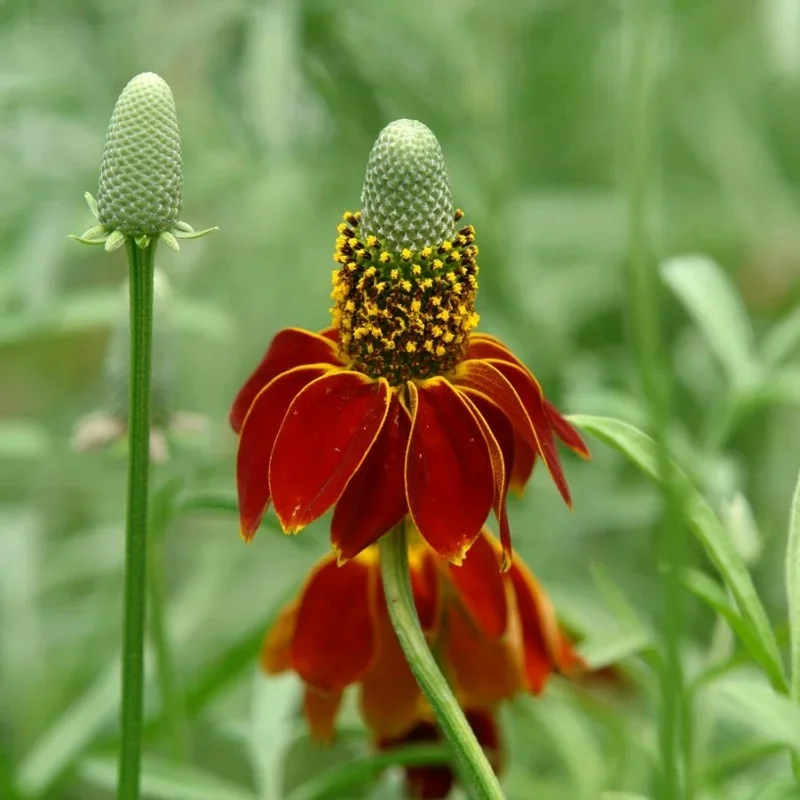 Mexican Hat