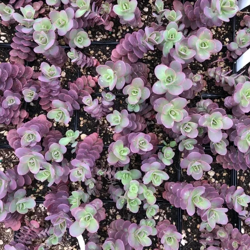 Stonecrop