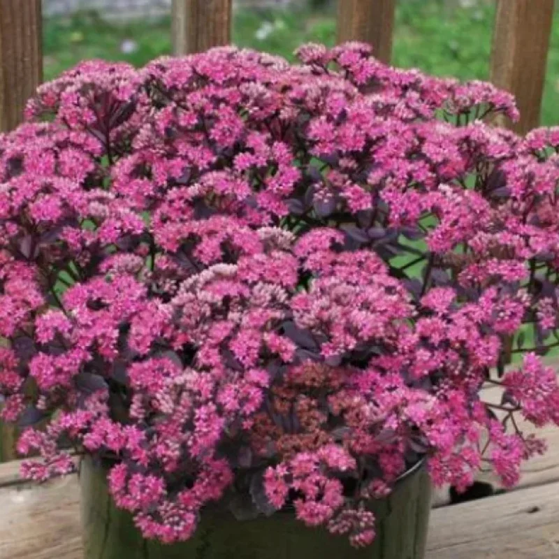 Stonecrop