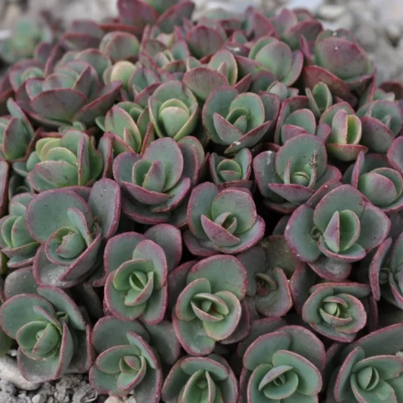 Stonecrop