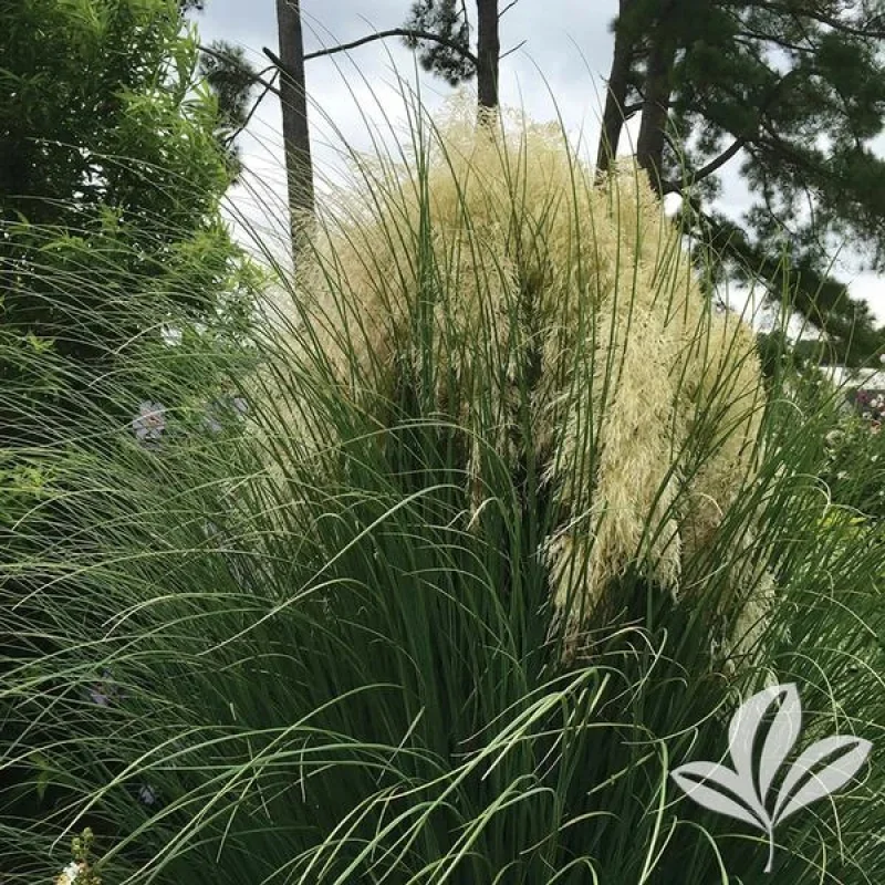 Dwarf Pampas Grass