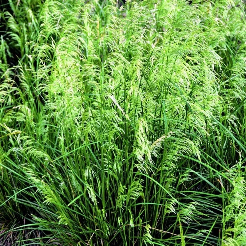 Tufted Hair Grass