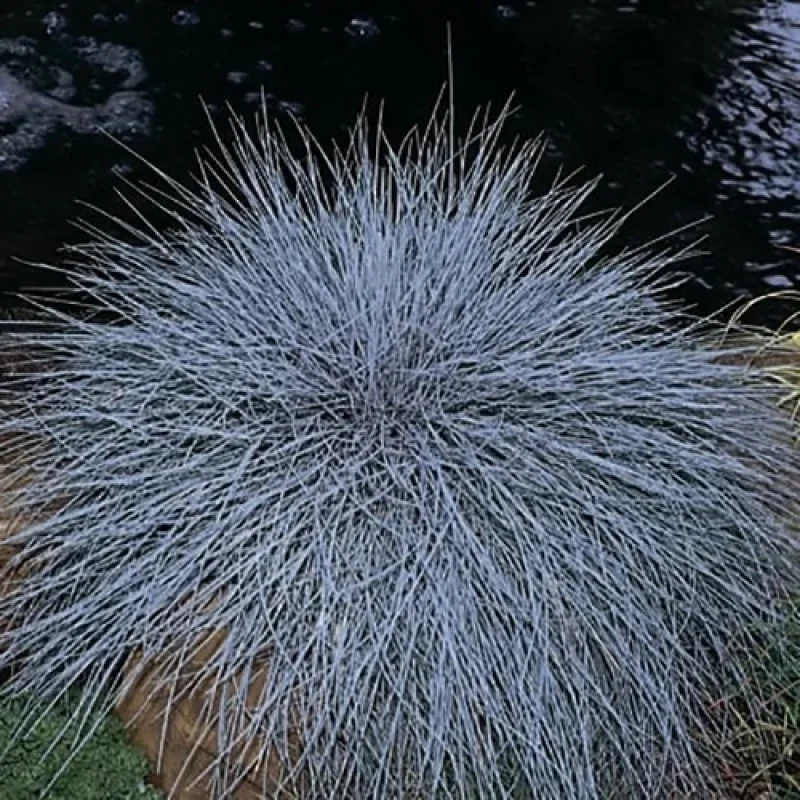 Blue Fescue