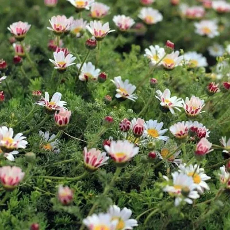 Mount Atlas Daisy, Mat Daisy