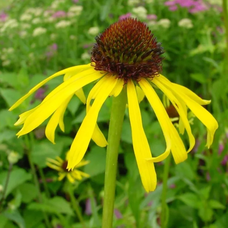 Ozark Coneflower, Yellow Coneflower