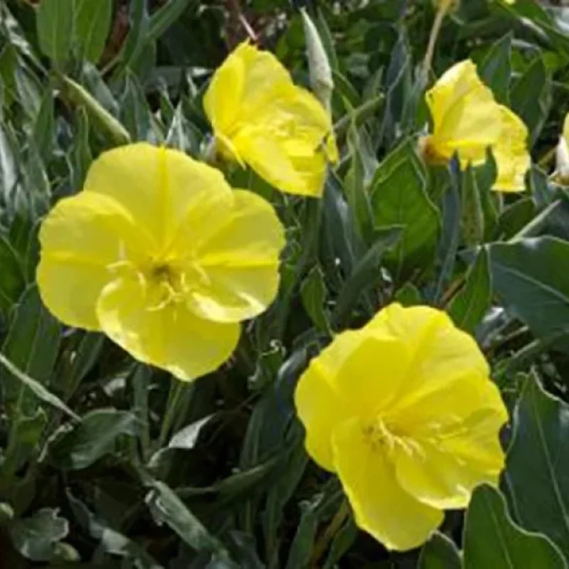 Evening Primrose, Sundrops