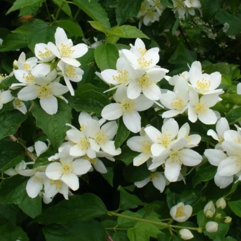 Mock Orange