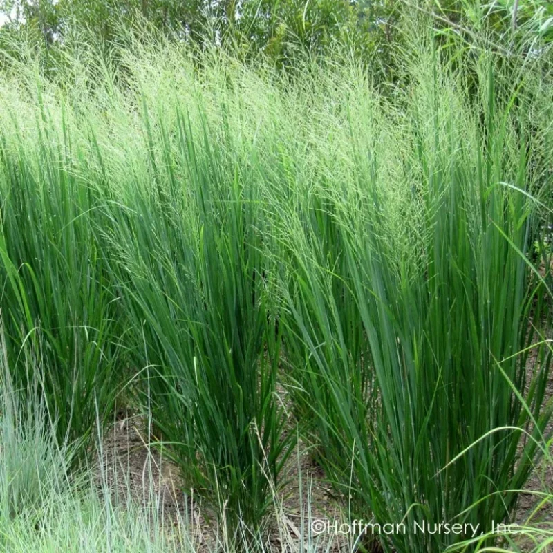 Switch Grass