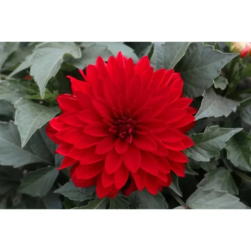 (dark red)