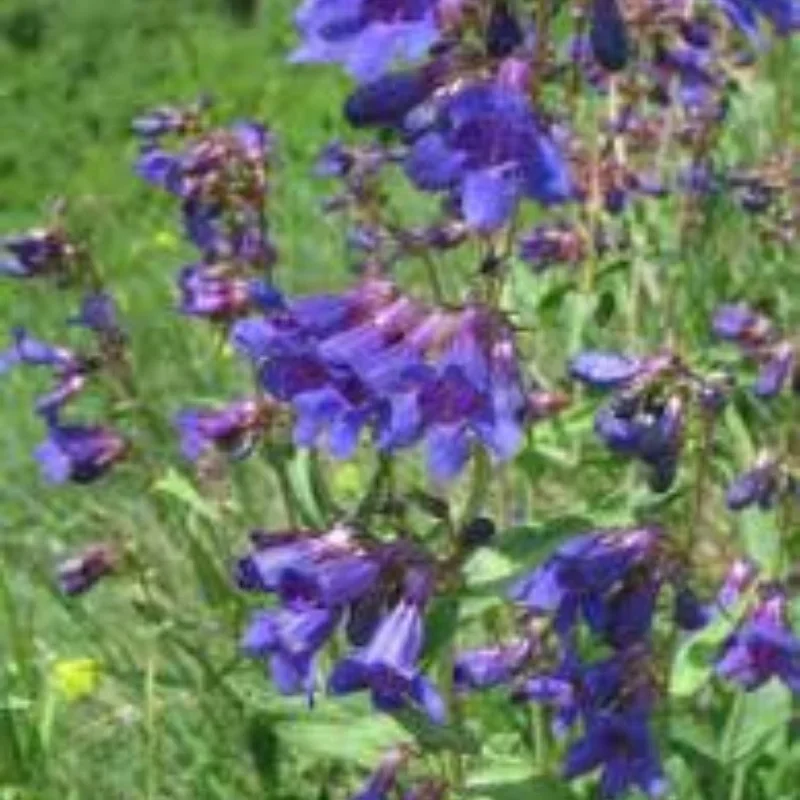 Beardtongue