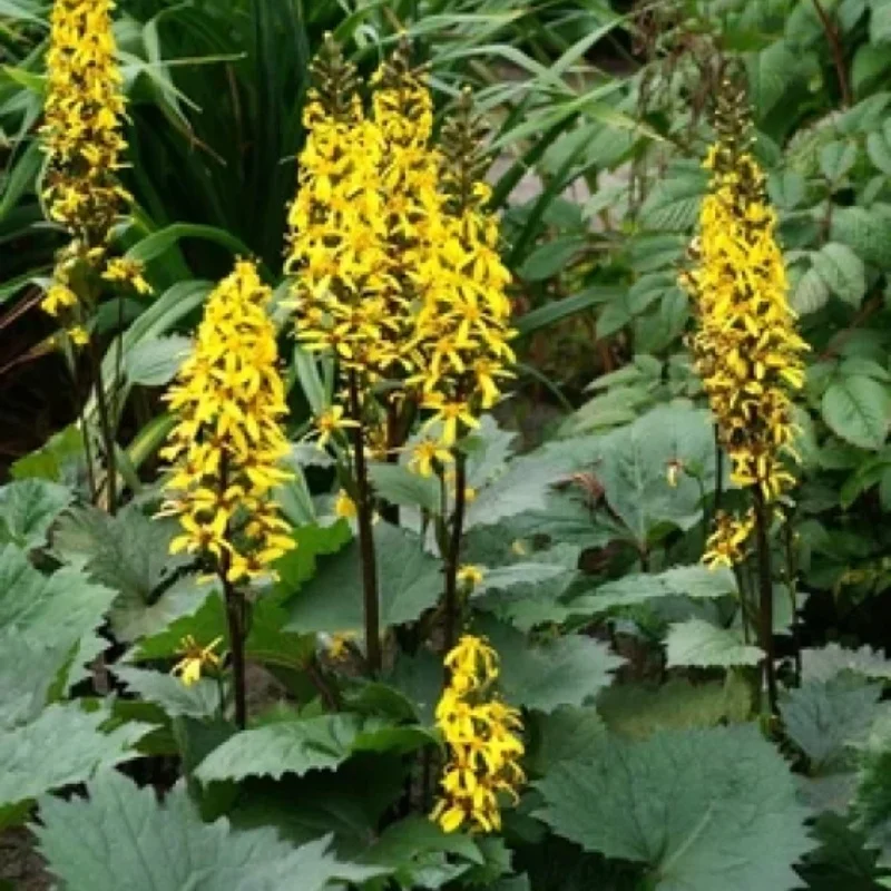 Leopard Plant