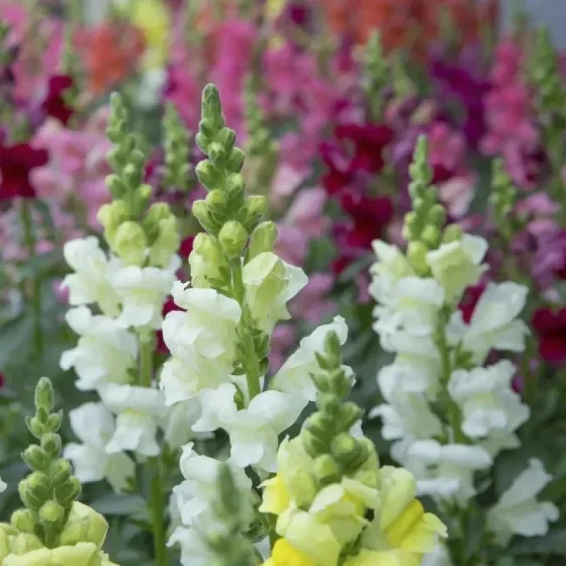 Snapdragon