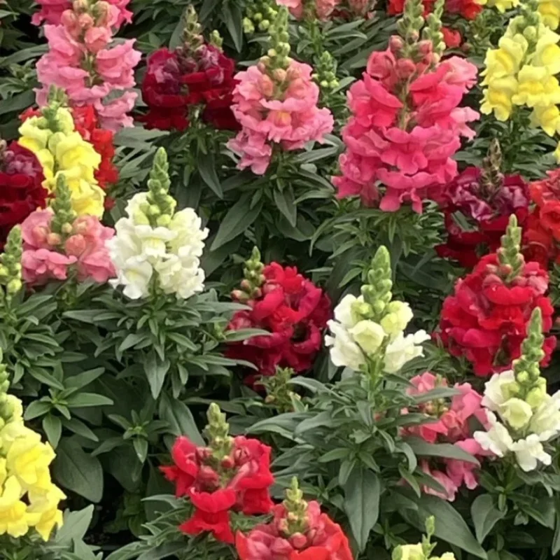 Snapdragon